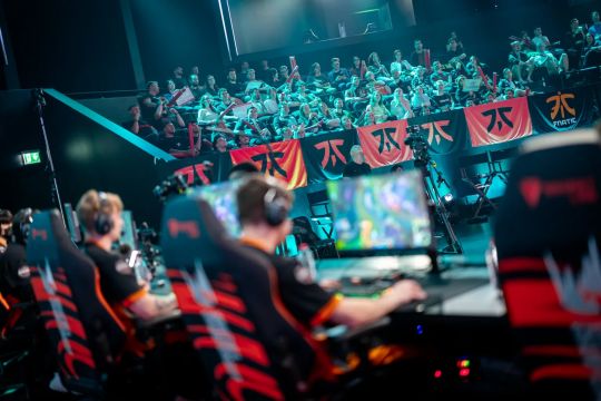 黄蜂的特点 黄蜂的特点